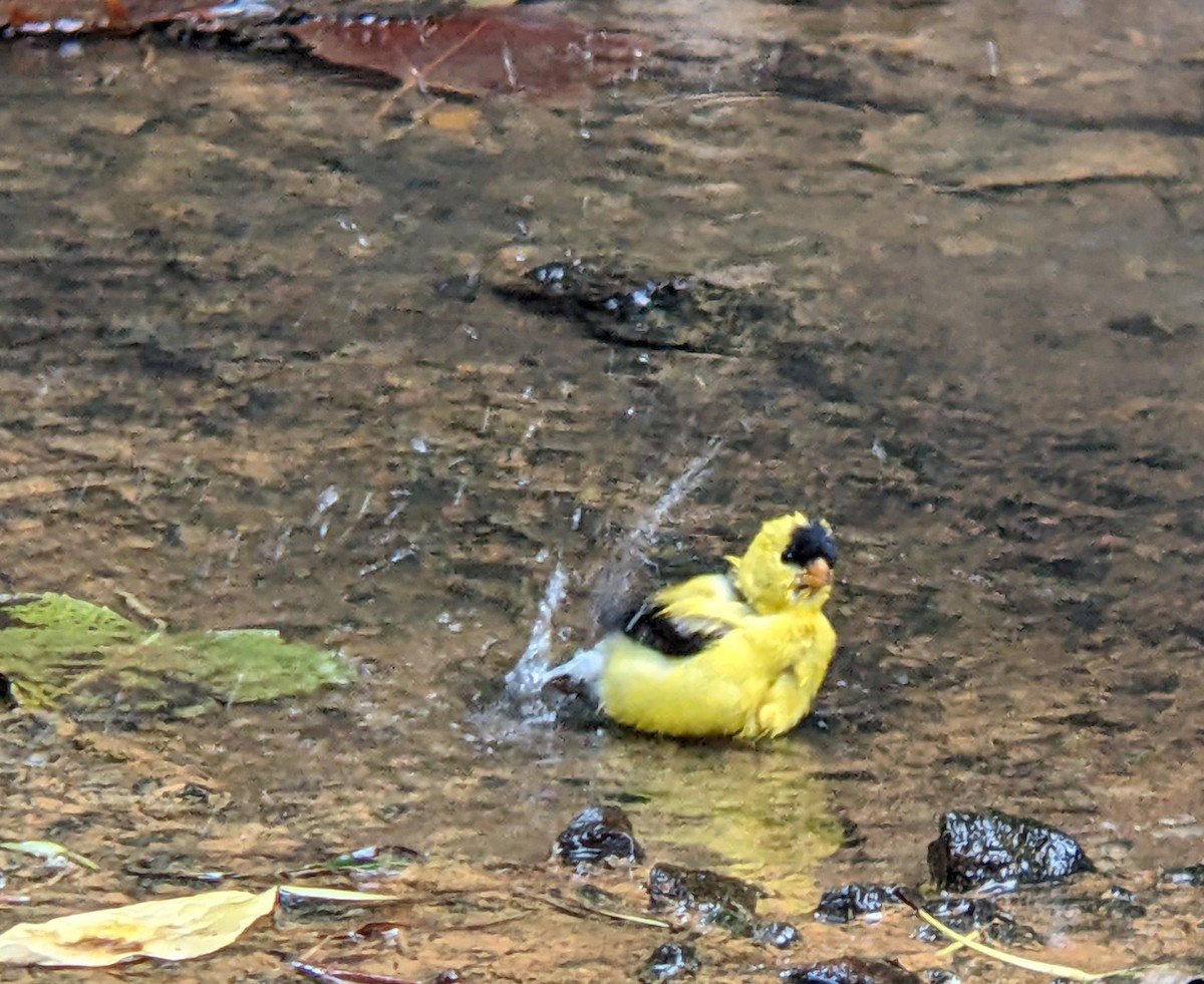 gulstillits - ML640934274