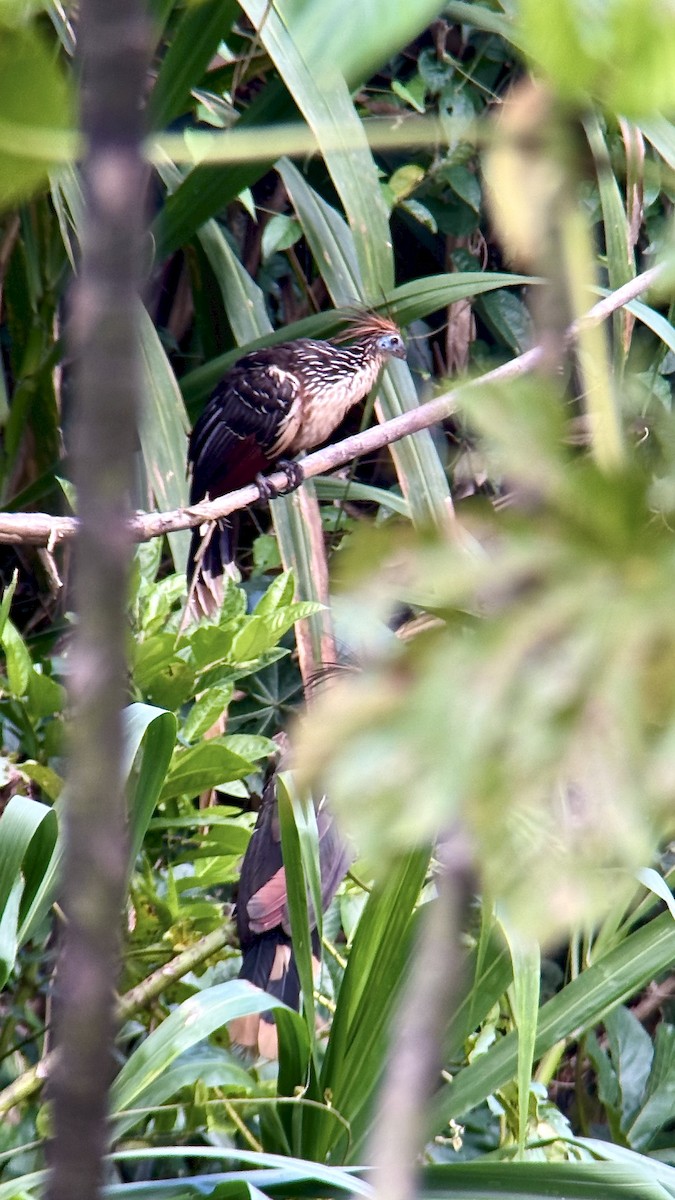 Hoatzin - ML640934304