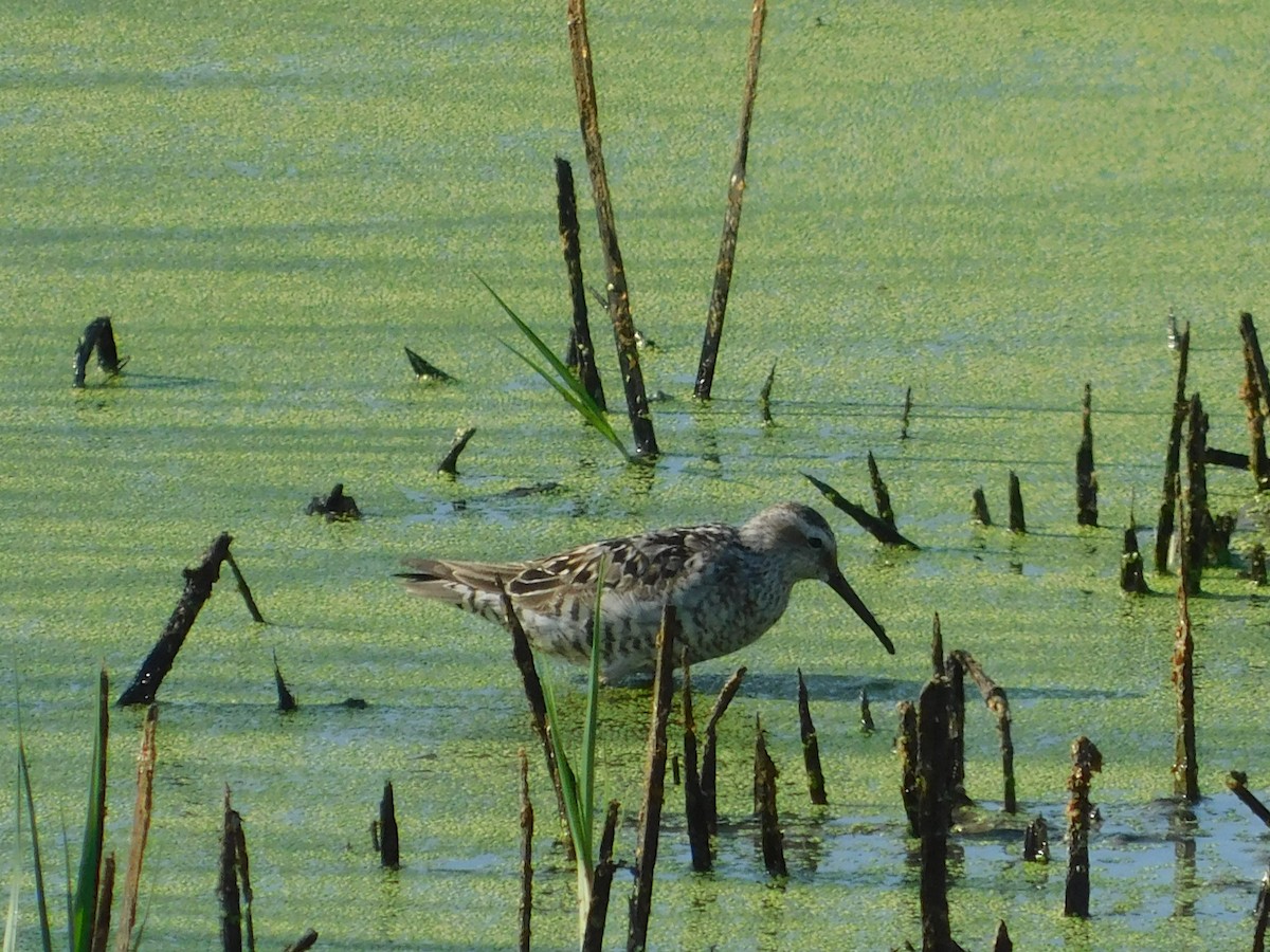 Stilt Sandpiper - ML64093431