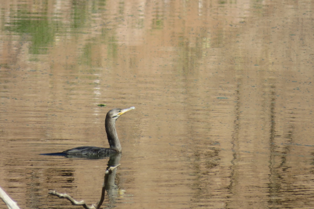 Neotropic Cormorant - ML640934369