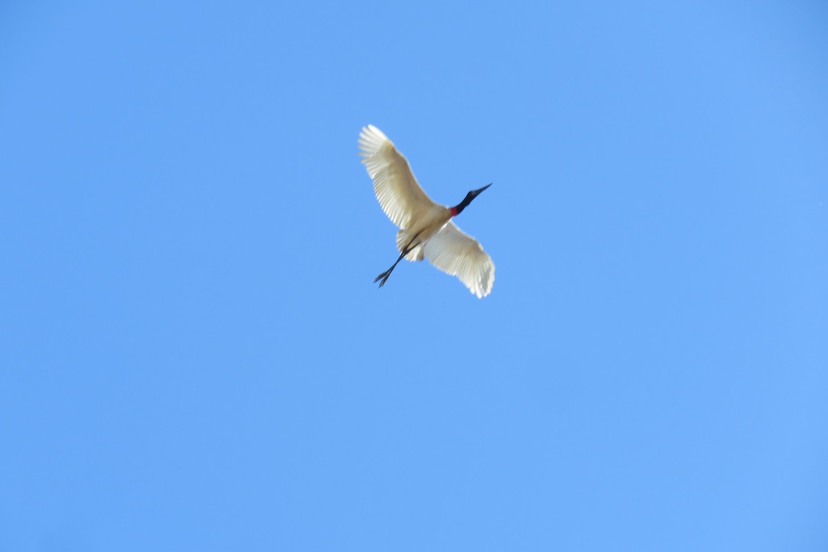 Jabiru - ML640934376