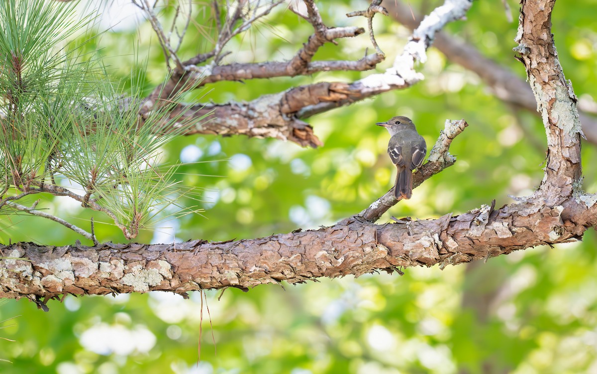 Great Crested Flycatcher - ML640934379