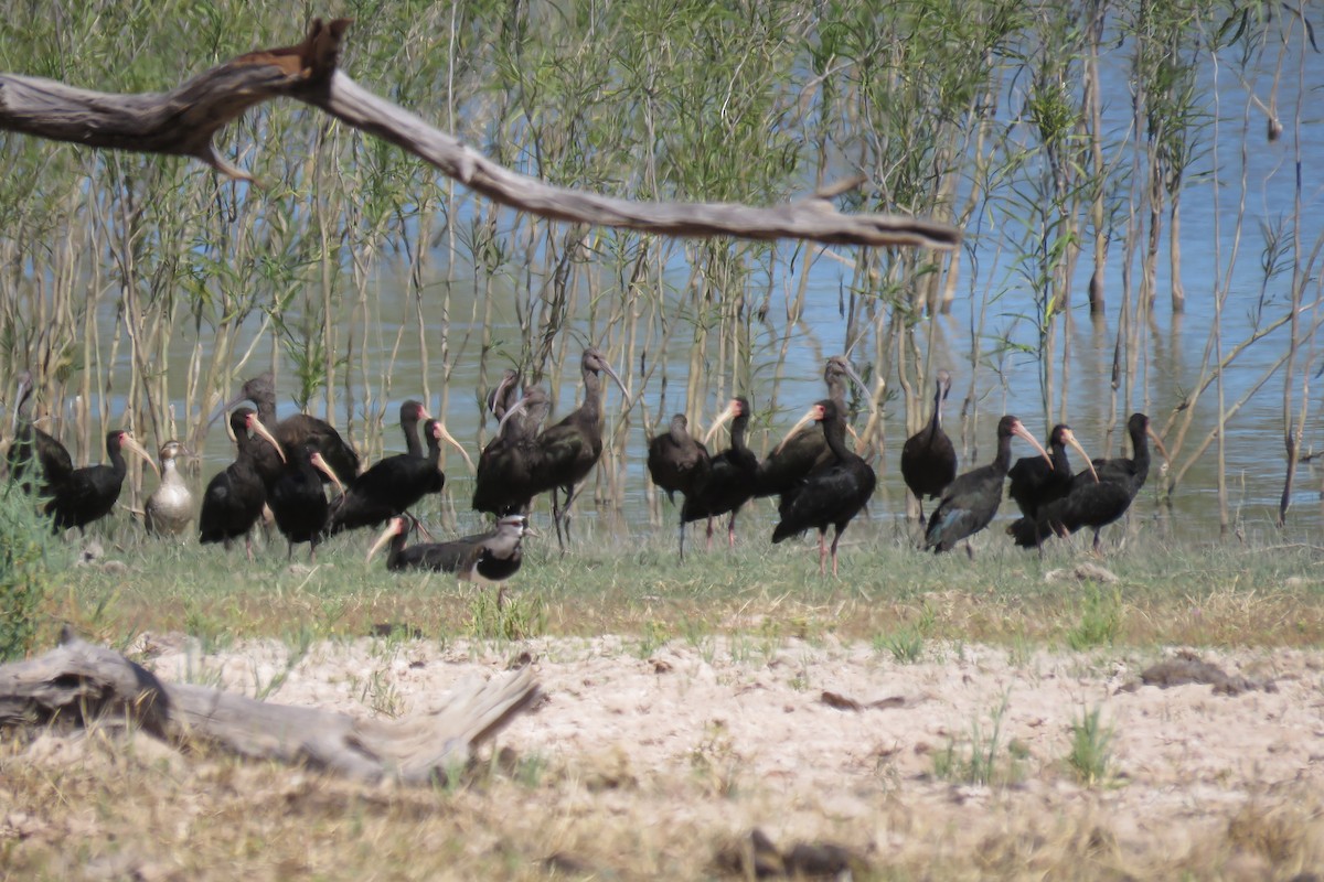 White-faced Ibis - ML640934393