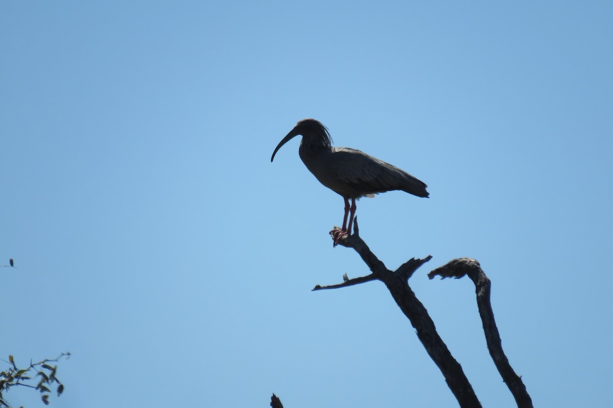 Plumbeous Ibis - ML640934399