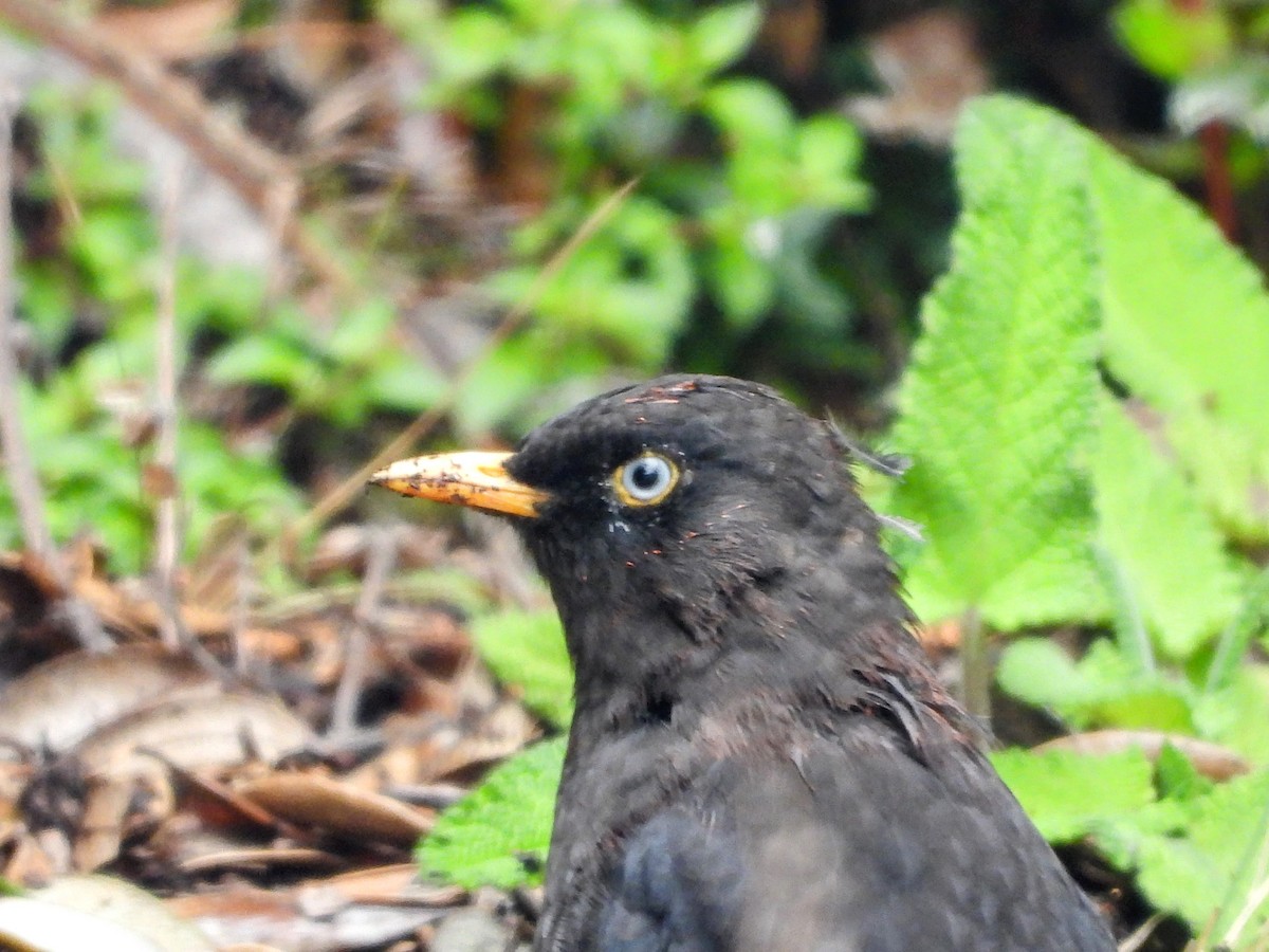 Sooty Thrush - ML640934408