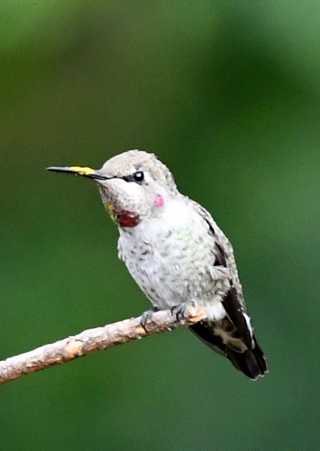 Anna's Hummingbird - ML640934409