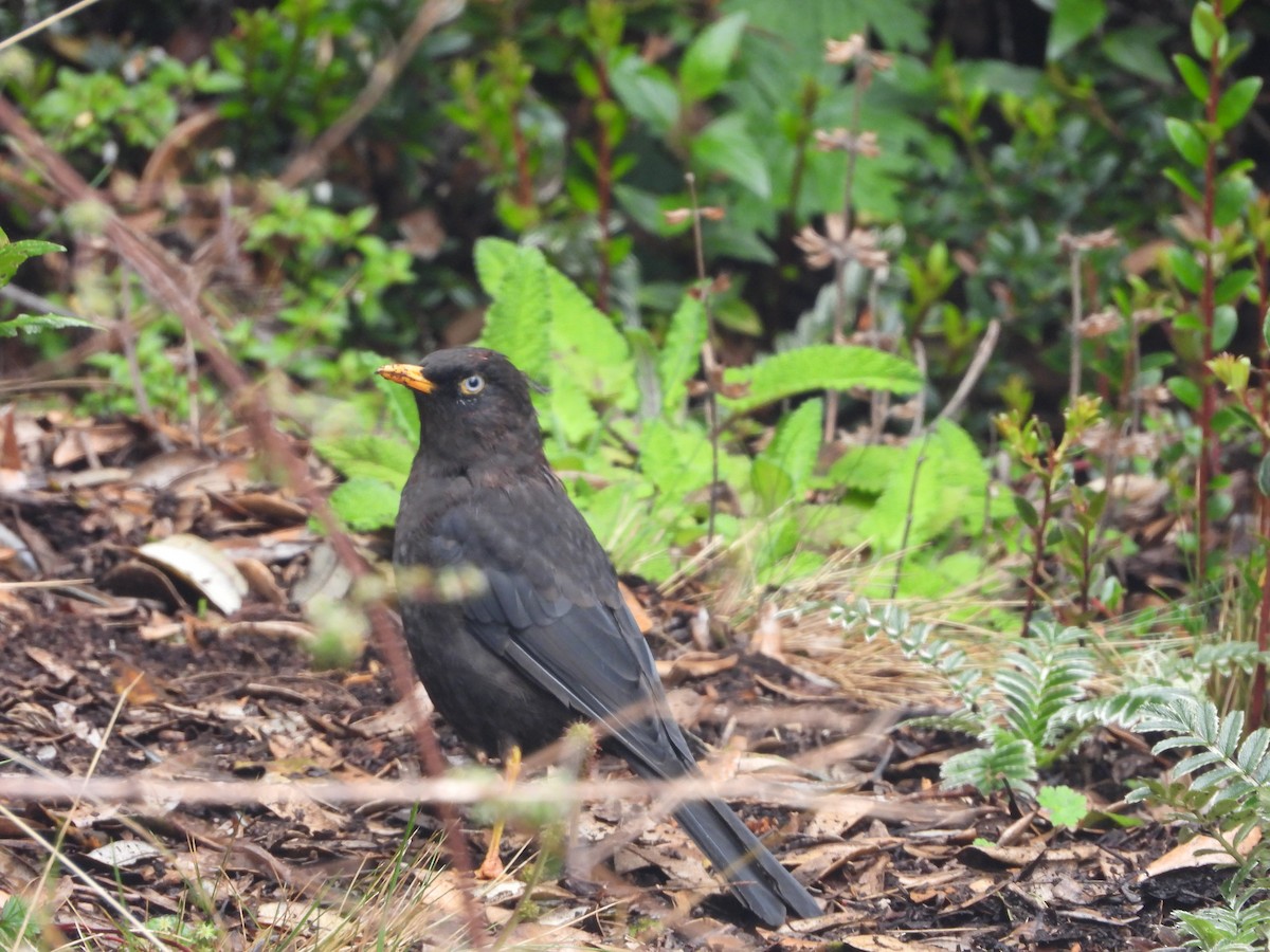 Sooty Thrush - ML640934410