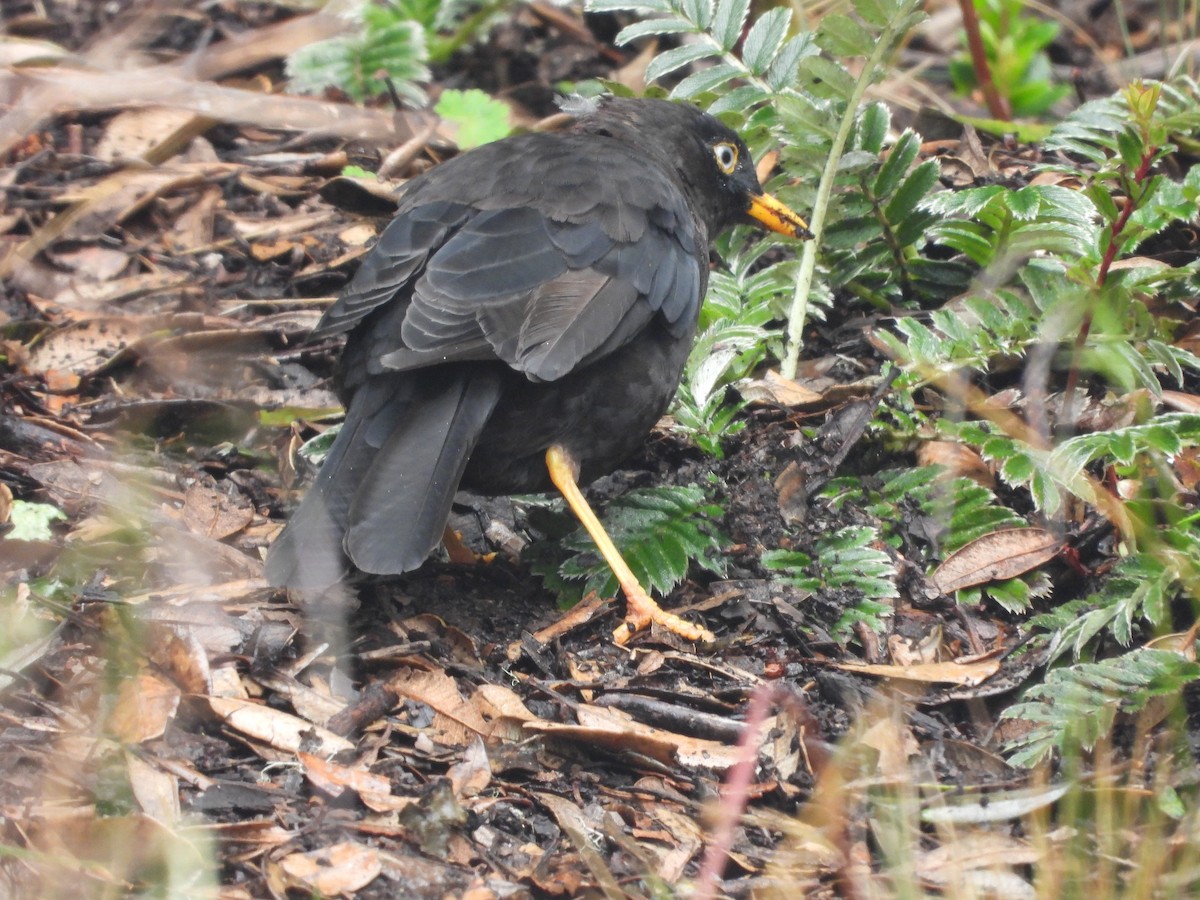 Sooty Thrush - ML640934411