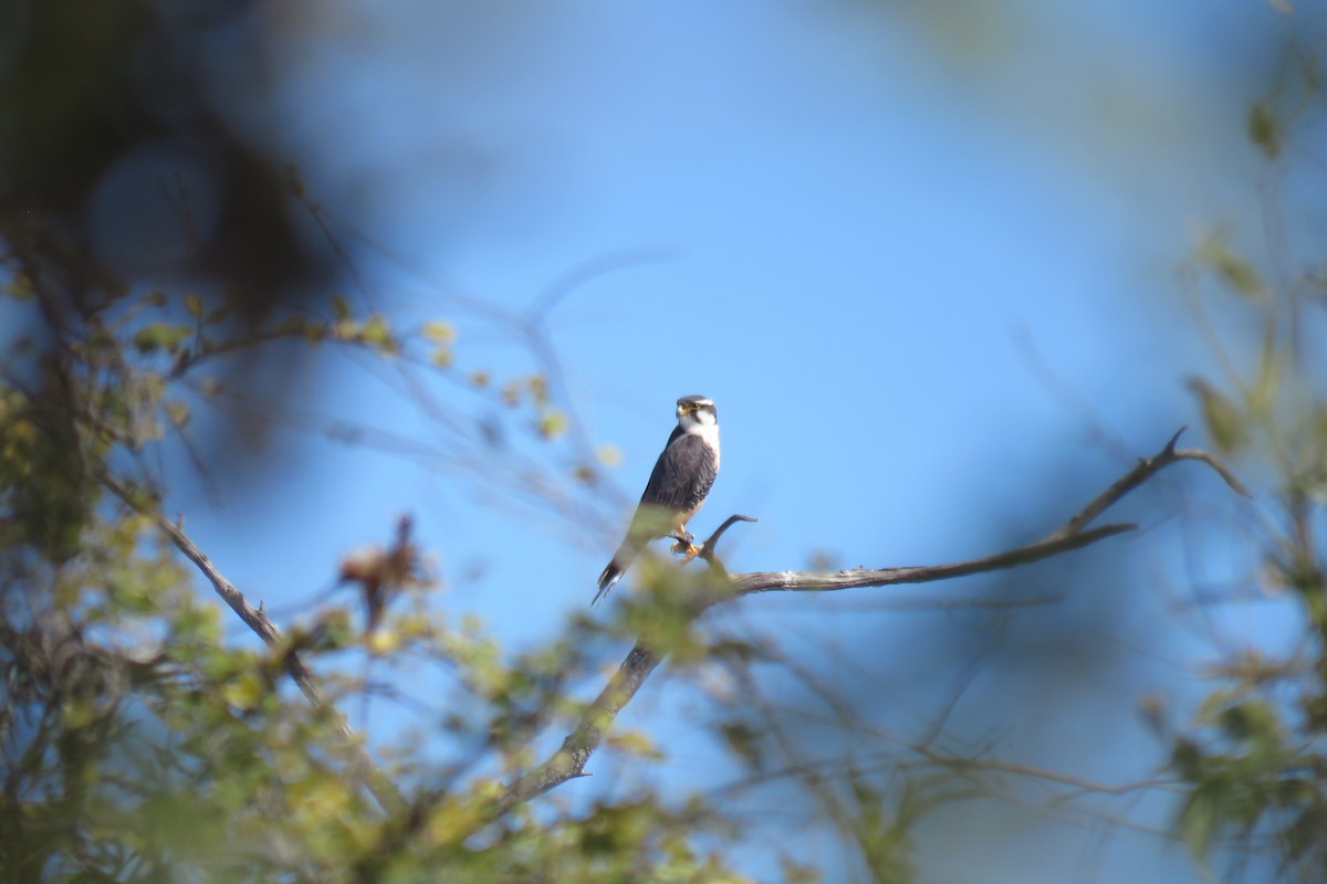 Aplomado Falcon - ML640934419