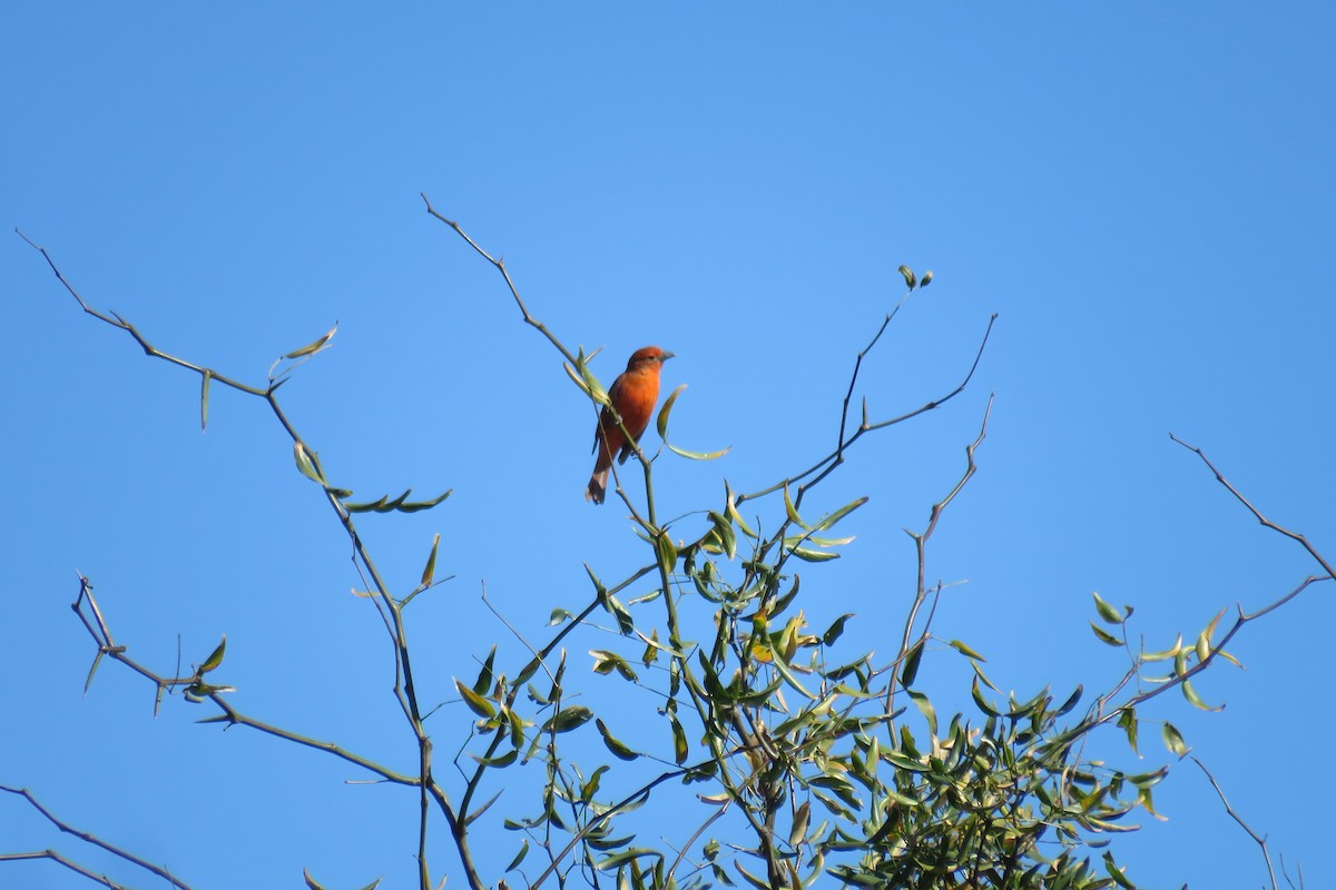 Hepatic Tanager - ML640934444