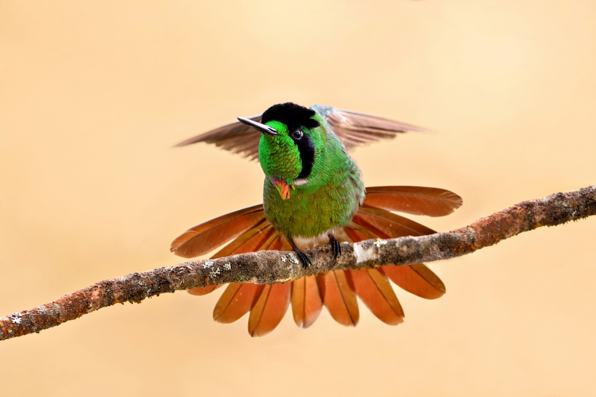 Hooded Visorbearer - ML640934504