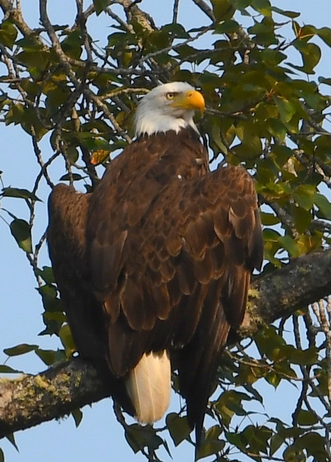 Bald Eagle - ML640934527