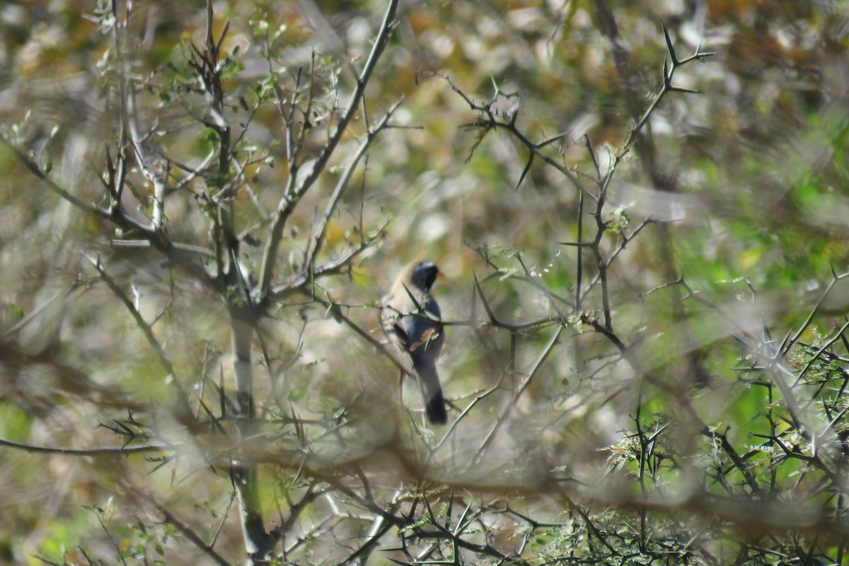 Many-colored Chaco Finch - ML640934531
