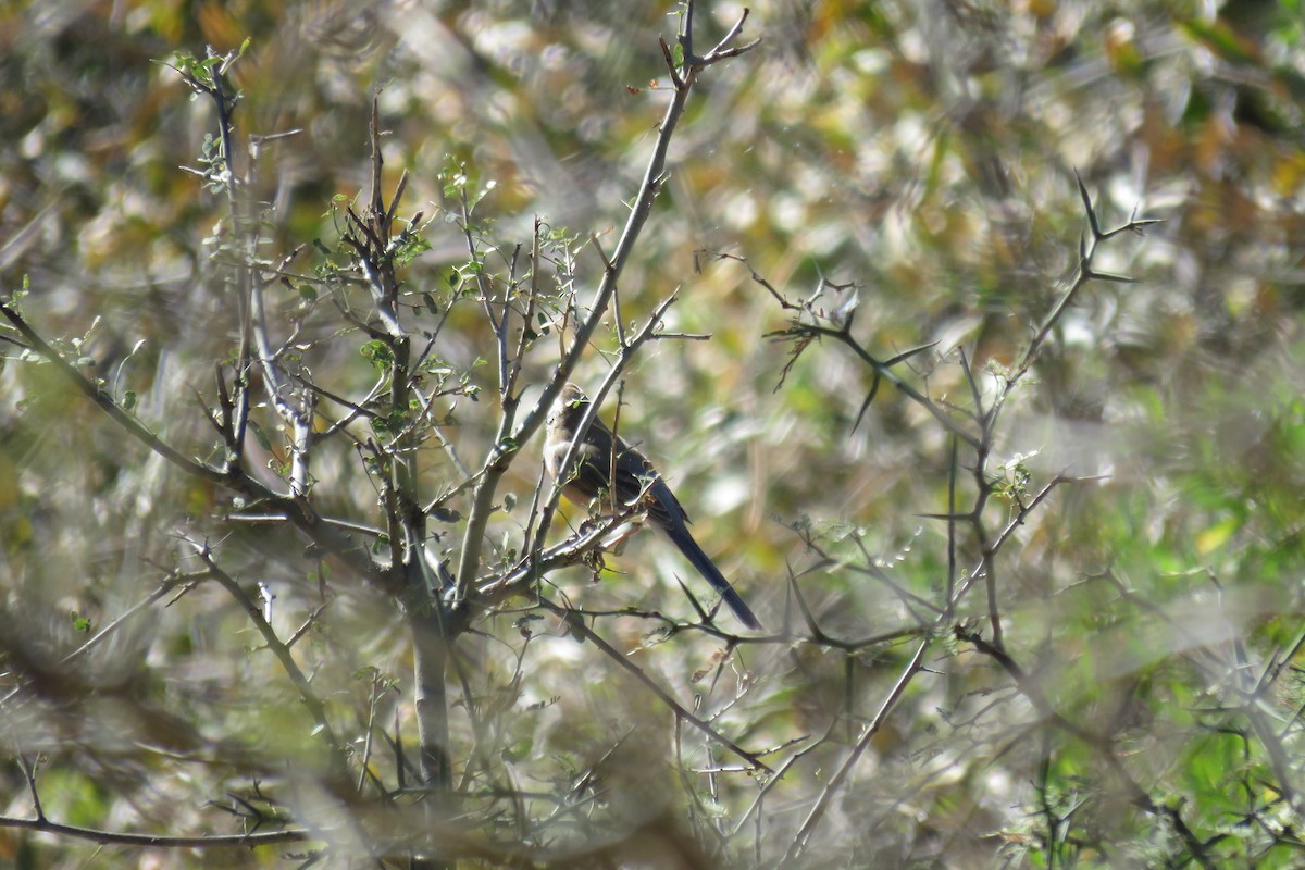 Many-colored Chaco Finch - ML640934532