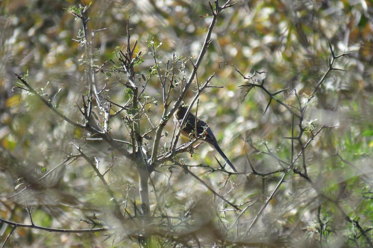 Many-colored Chaco Finch - ML640934533
