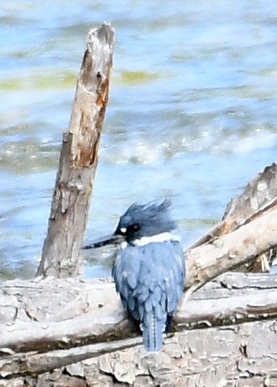 Belted Kingfisher - ML640934540