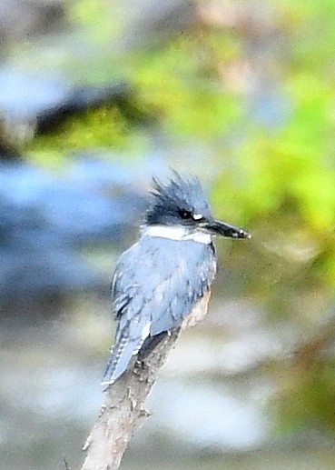 Belted Kingfisher - ML640934541
