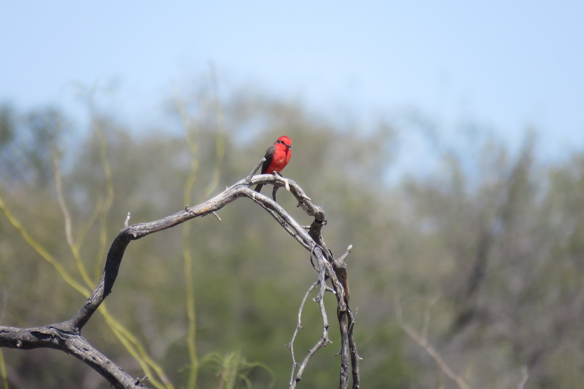 Vermilion Flycatcher - ML640934546