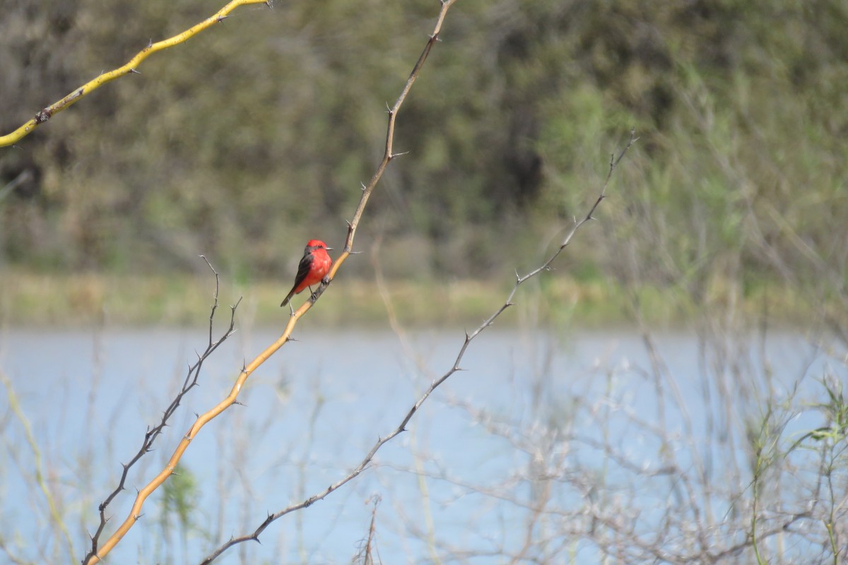 Vermilion Flycatcher - ML640934547