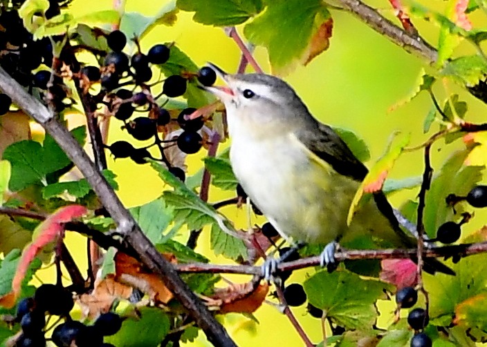 Western Warbling Vireo - ML640934551