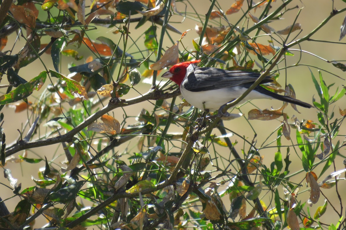Red-crested Cardinal - ML640934561