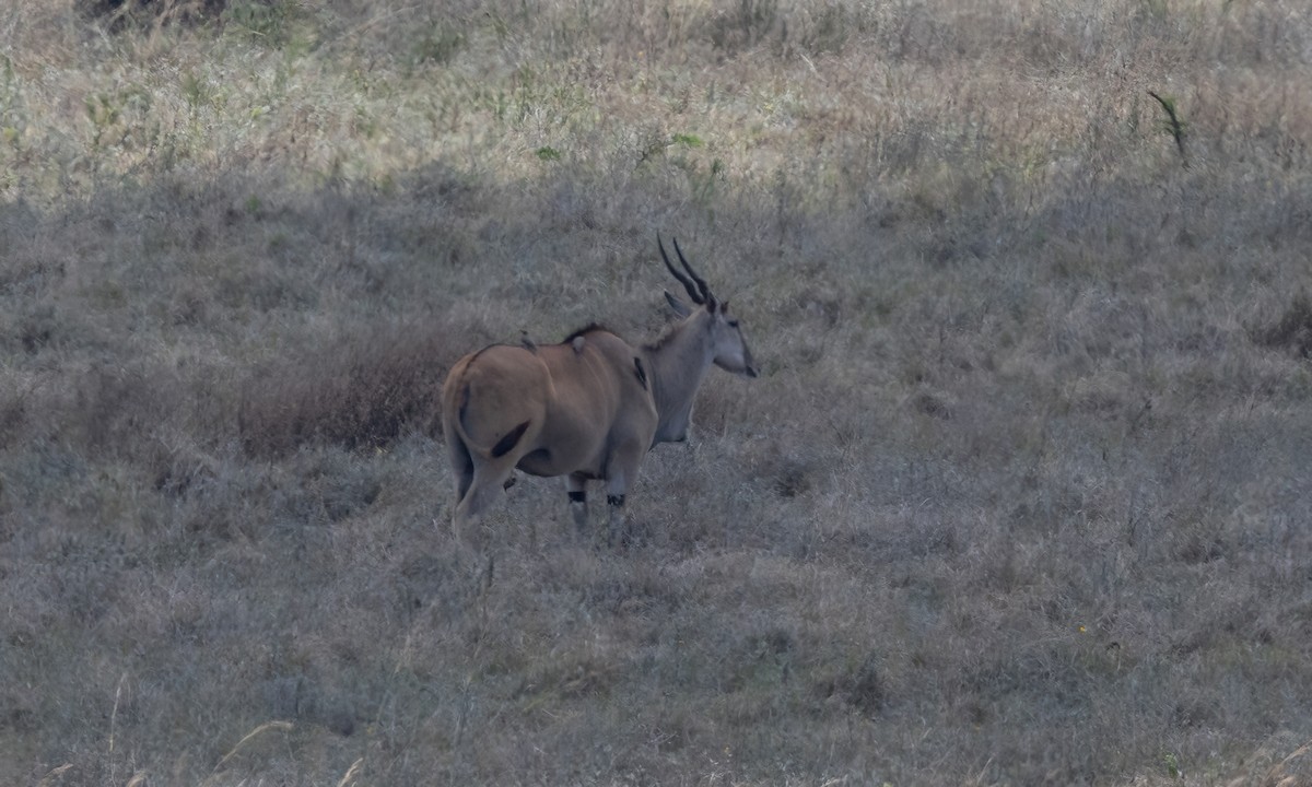 アカハシウシツツキ - ML640934565