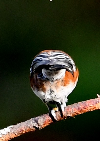 Chestnut-backed Chickadee - ML640934574