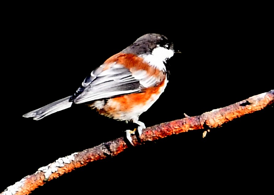 Chestnut-backed Chickadee - ML640934575