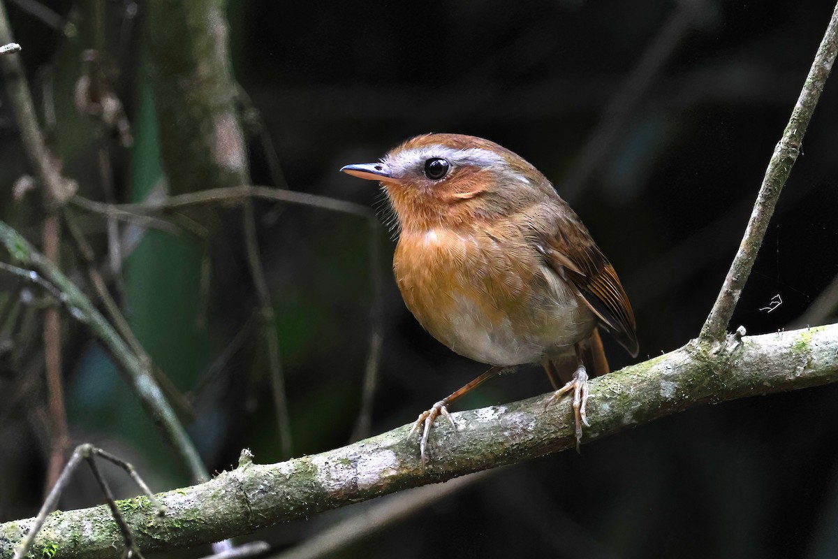 Rufous Gnateater - ML640934584