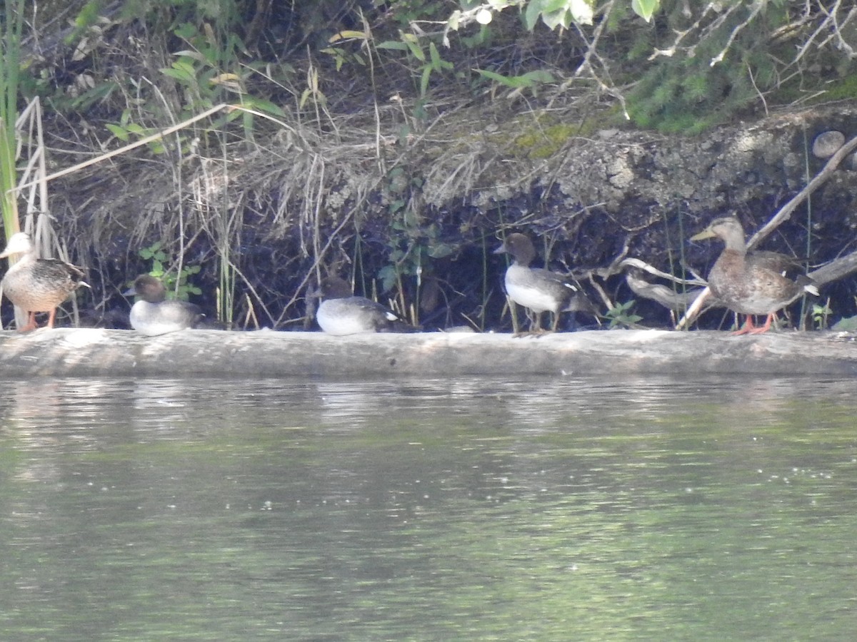 Barrow's Goldeneye - ML640934660