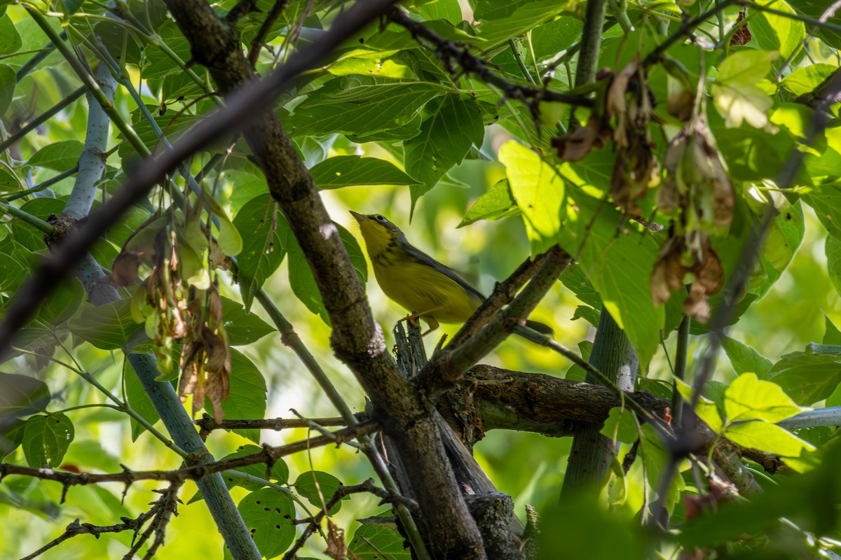 Canada Warbler - ML640934698