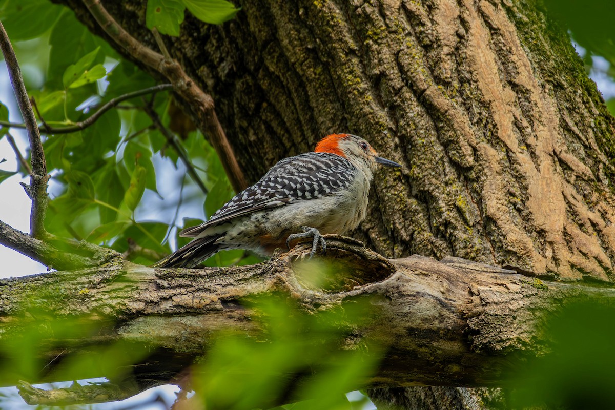 Red-bellied Woodpecker - ML640934705