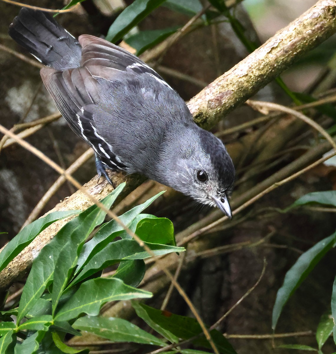 Variable Antshrike - ML640934722