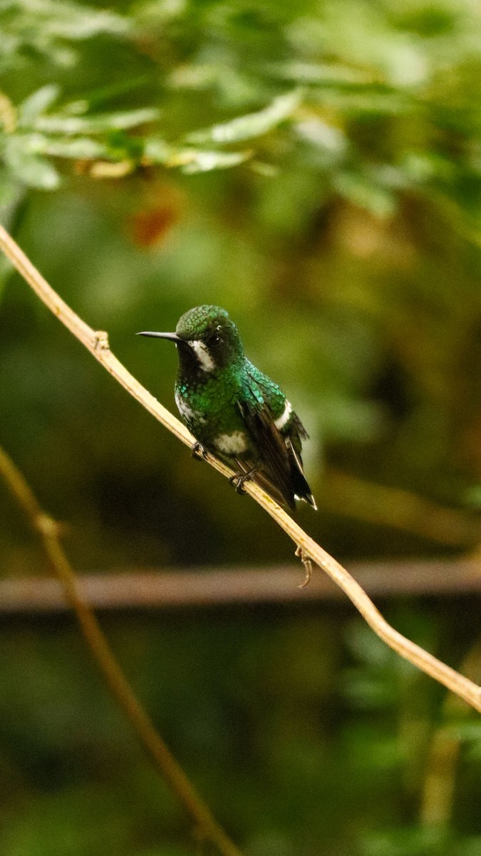 Green Thorntail - ML640934748