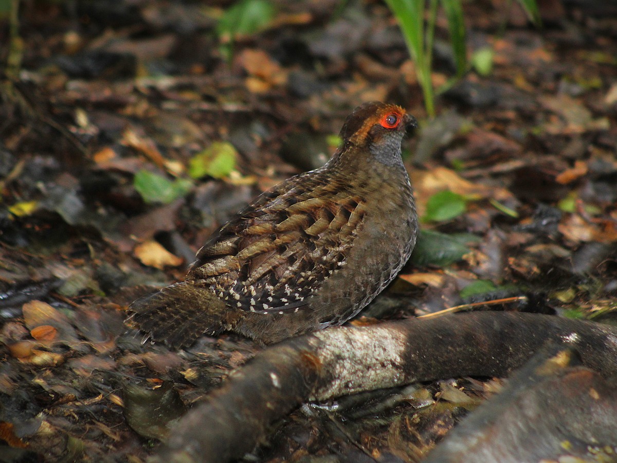 Spot-winged Wood-Quail - ML640934810
