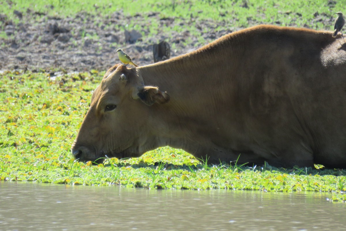 Cattle Tyrant - ML640934859