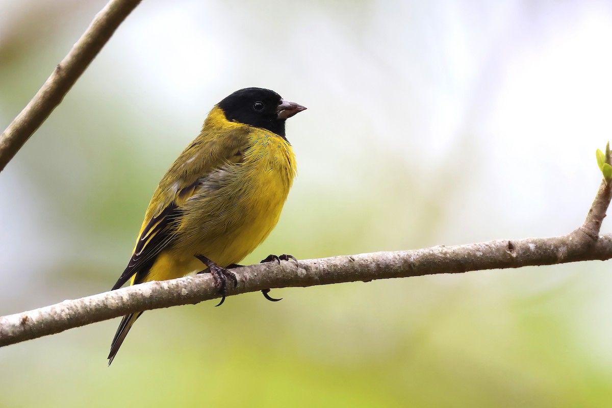 Hooded Siskin - ML640934864