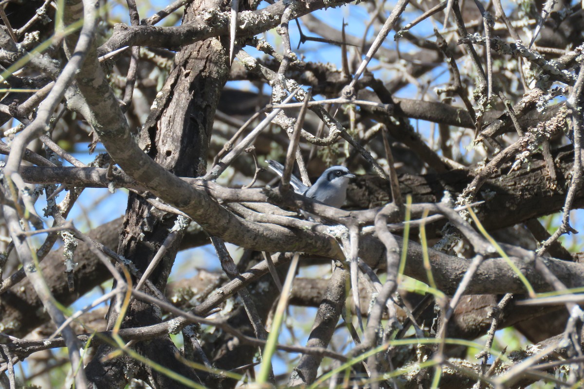 Masked Gnatcatcher - ML640934877