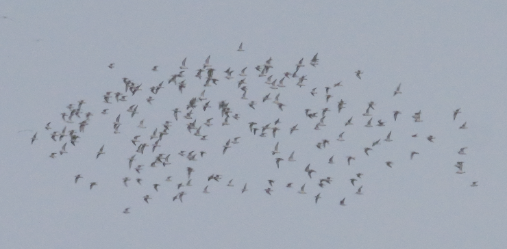 Red Phalarope - ML640934887