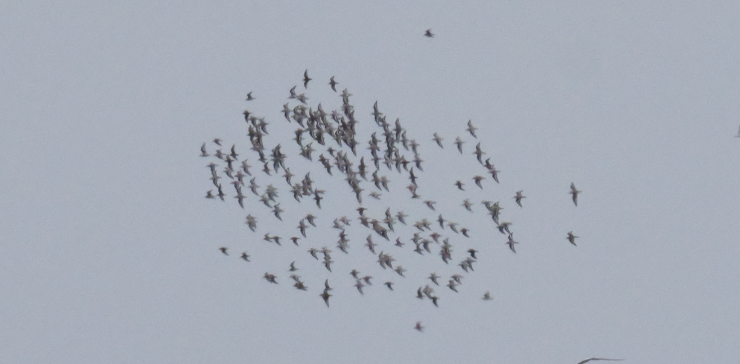 Red Phalarope - ML640934888