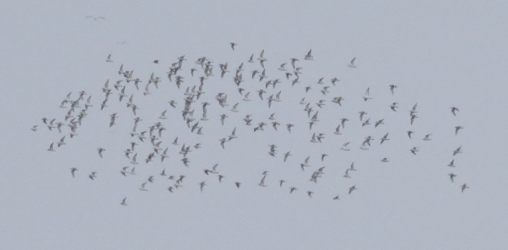 Red Phalarope - ML640934889