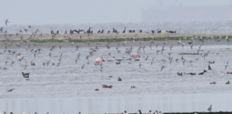Red Phalarope - ML640934890