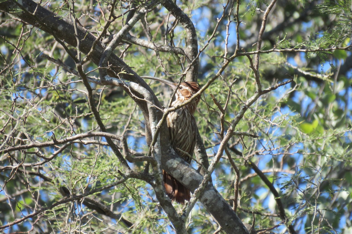 Scimitar-billed Woodcreeper - ML640934891