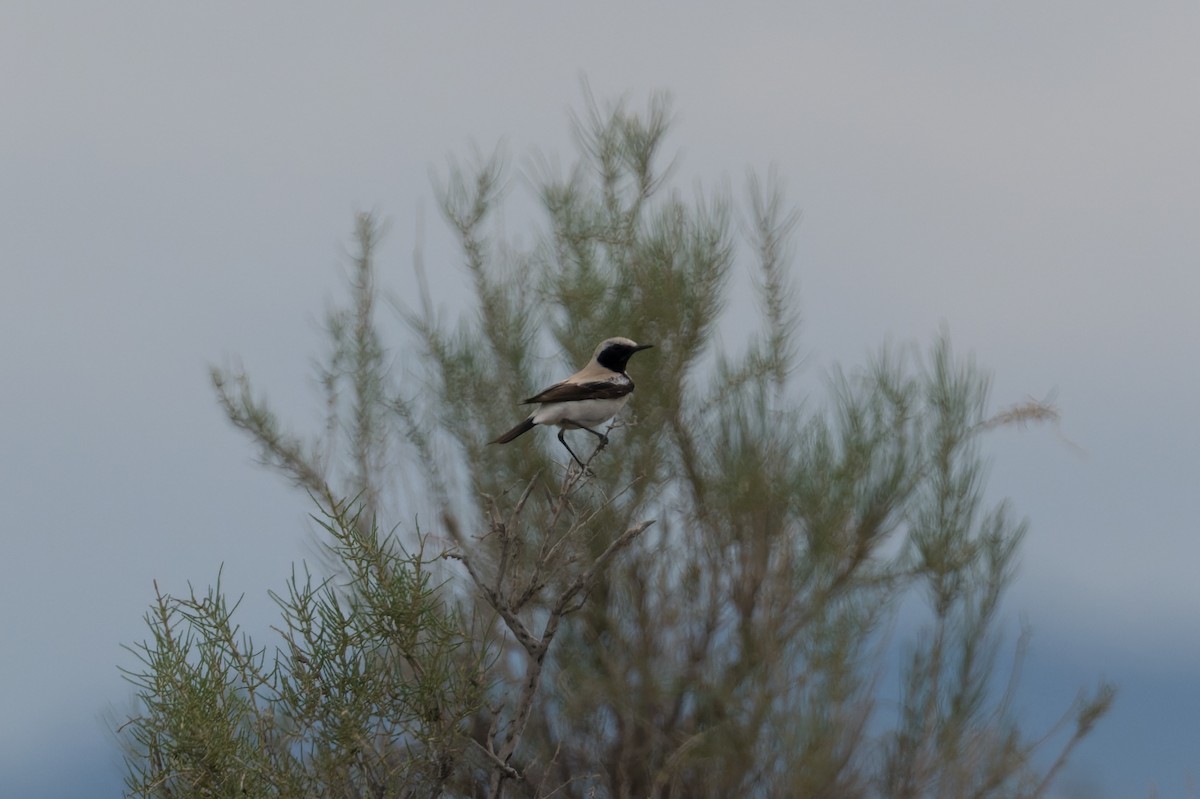 Desert Wheatear - ML640934893