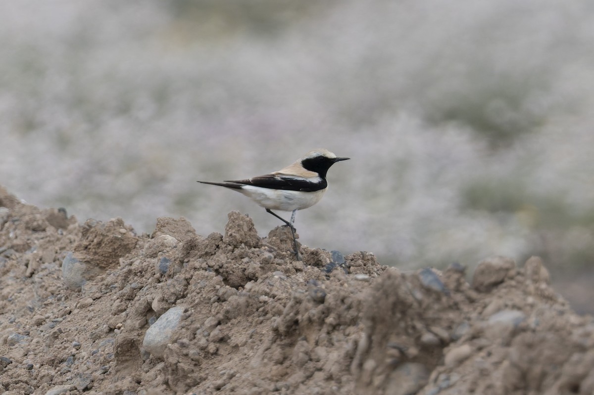 Desert Wheatear - ML640934897