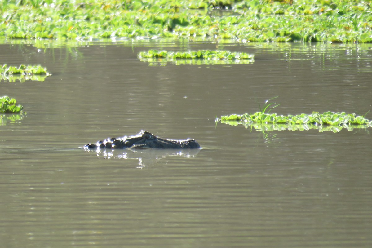 Broad-snouted Caiman - ML640934900