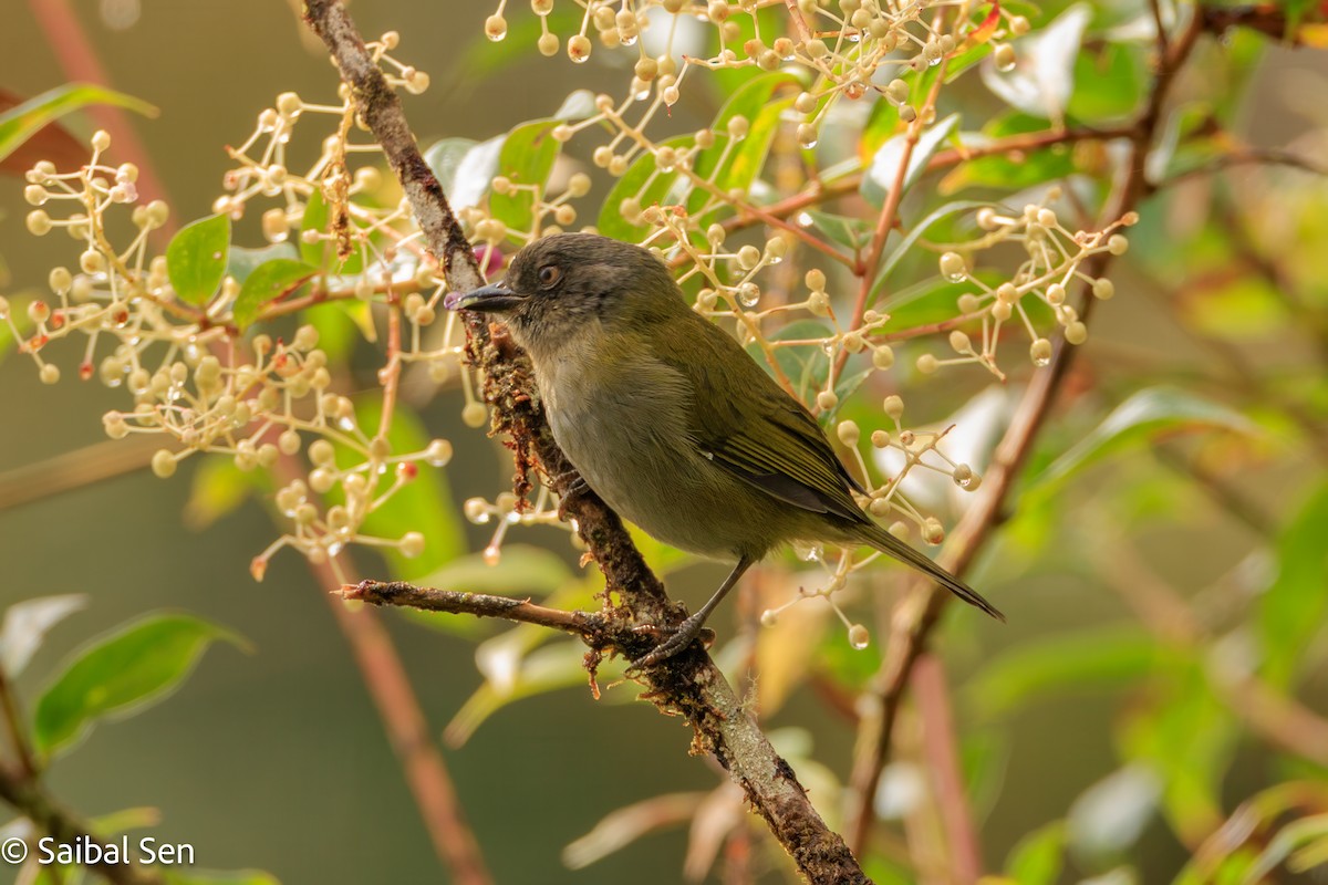 Dusky Chlorospingus - ML640934903