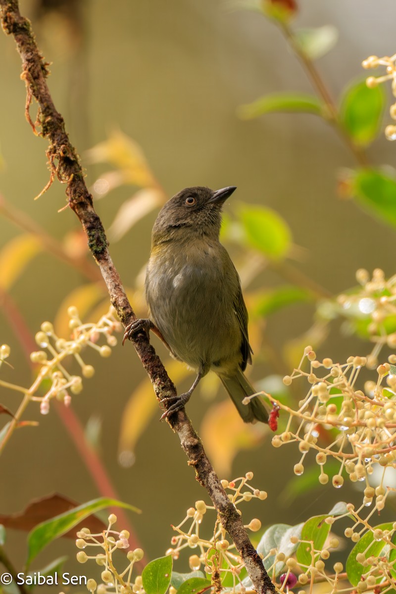 Dusky Chlorospingus - ML640934905
