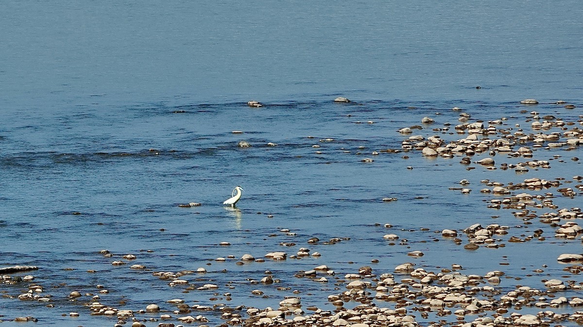 Capped Heron - ML640934925