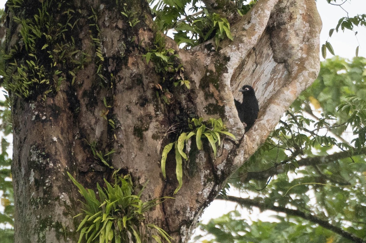Violaceous Coucal - ML640934954